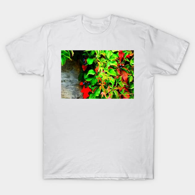 Virginia creeper with some fruits on the wall in autumn T-Shirt by KristinaDrozd